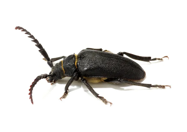 Escarabajo negro aislado en blanco — Foto de Stock