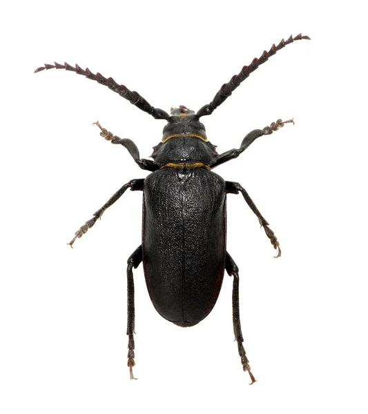 Schwarzer Käfer isoliert auf weiss — Stockfoto