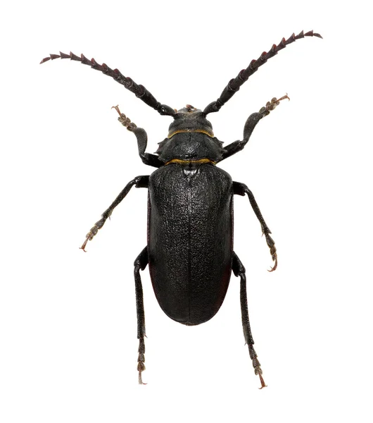 Czarny chrząszcz izolowany na białym — Zdjęcie stockowe
