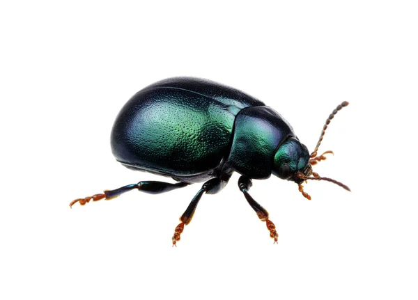 Escarabajo verde aislado en blanco —  Fotos de Stock
