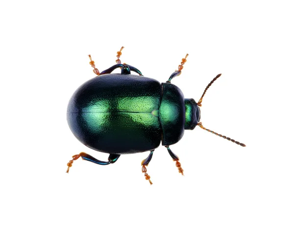 Escarabajo verde aislado en blanco —  Fotos de Stock