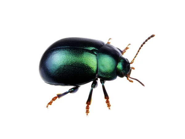 Grüner Käfer isoliert auf weißem Grund — Stockfoto