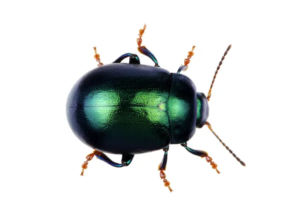 Coléoptère vert isolé sur blanc — Photo