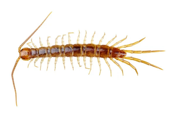 Centipede isolated on the white — Stock Photo, Image