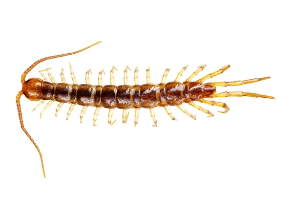 Centipede isolated on the white — Stock Photo, Image