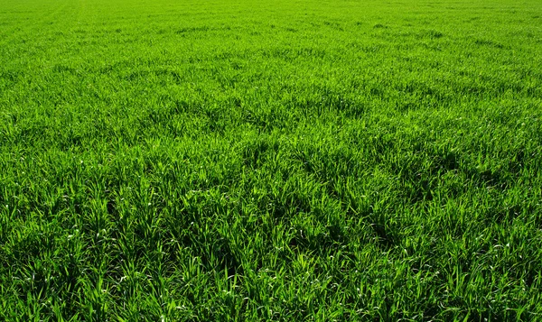 Bakgrund av ett grönt gräs — Stockfoto