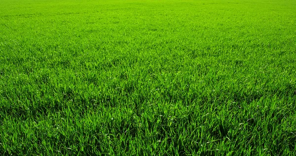 Fondo de una hierba verde — Foto de Stock