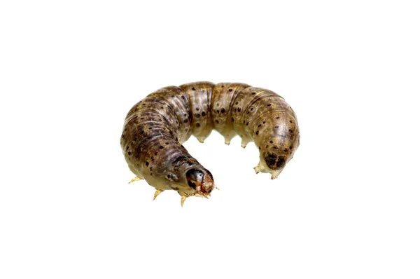 Caterpillar geïsoleerd op een witte — Stockfoto