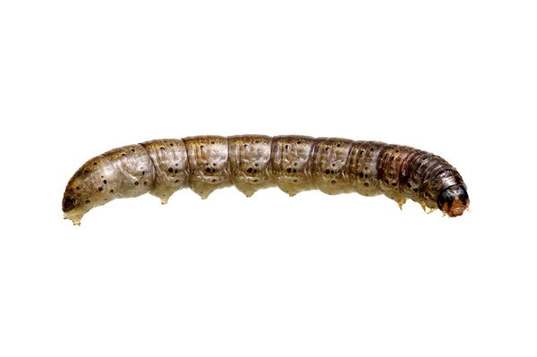 Caterpillar isolated on a white — Stock Photo, Image