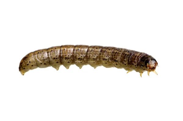 Caterpillar geïsoleerd op een witte — Stockfoto