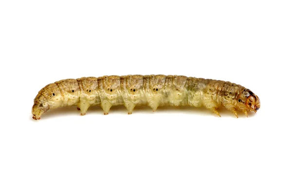 Caterpillar geïsoleerd op een witte — Stockfoto