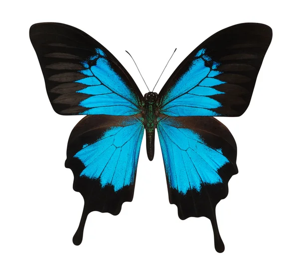 Blauer Schmetterling isoliert auf Weiß — Stockfoto