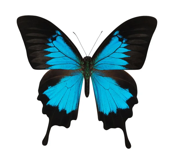 Blauer Schmetterling isoliert auf Weiß — Stockfoto