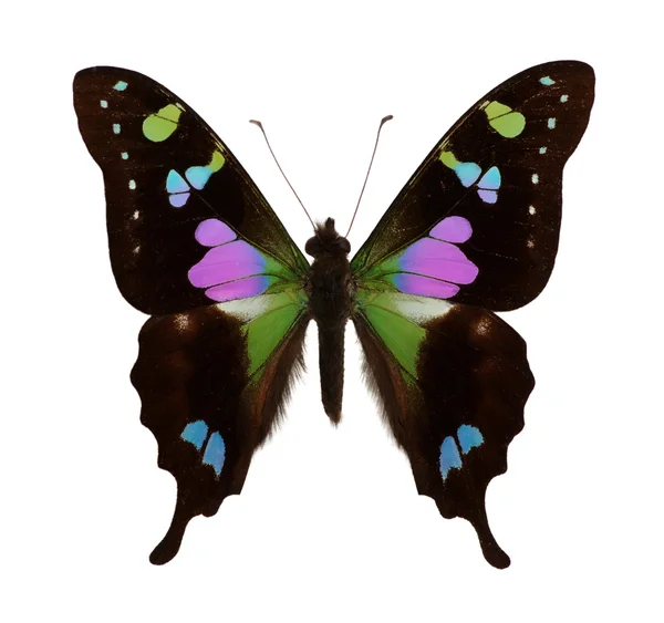 白で隔離される蝶 — ストック写真