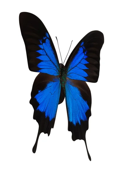 Blauer Schmetterling isoliert auf Weiß — Stockfoto