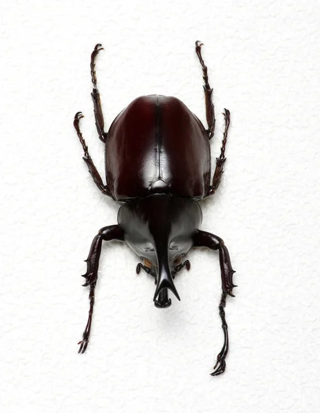 Stag beetle on white — Stock Photo, Image