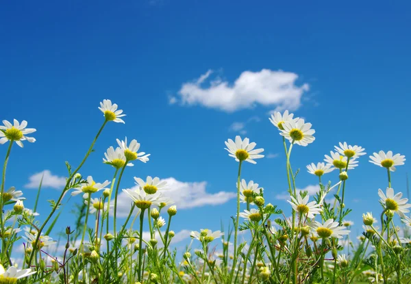 Witte camomiles op sky — Stockfoto