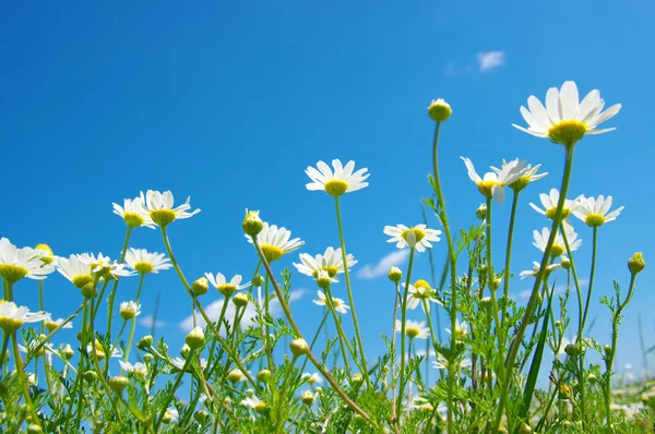 Camomille bianche sul cielo — Foto Stock