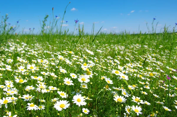 White camomiles on sky — Stock Photo, Image