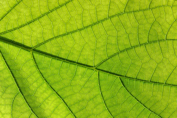 Textura de hoja verde —  Fotos de Stock