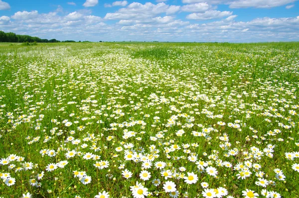 White camomiles on sky — Stock Photo, Image