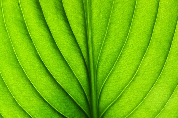 Green leaf texture — Stock Photo, Image