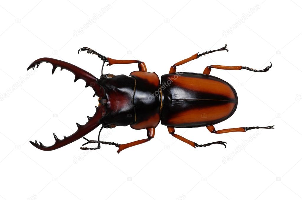 Stag beetle on white