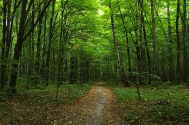 Yeşil ormandaki ağaçlar 
