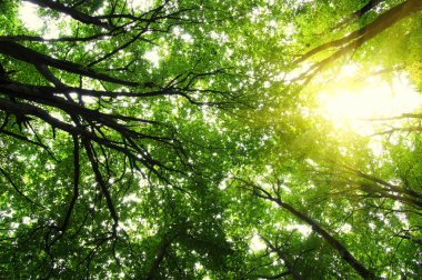 Yeşil ormandaki ağaçlar 