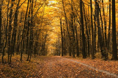 Yeşil ormandaki ağaçlar 