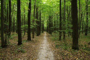 Yeşil ormandaki ağaçlar 