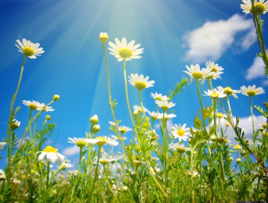 Gökyüzü üzerinde beyaz camomiles
