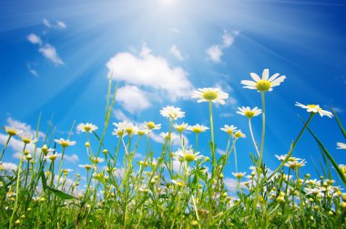 Gökyüzü üzerinde beyaz camomiles