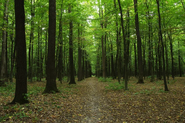 Arbres dans une forêt verte — Photo