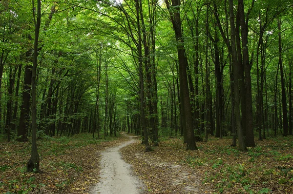 Trees in a green forest — Stock Photo, Image