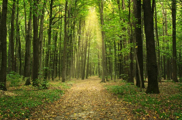 Trees in a green forest — Stock Photo, Image