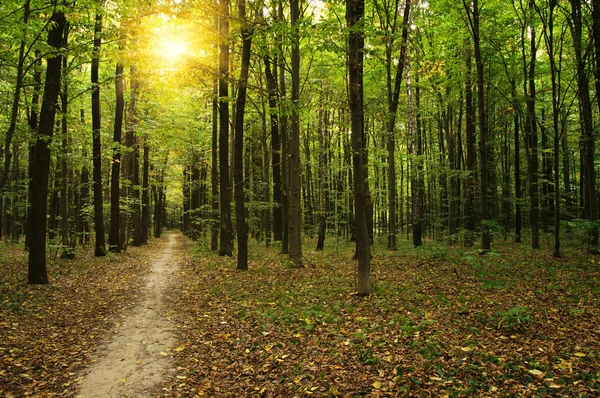 Árvores em uma floresta verde — Fotografia de Stock