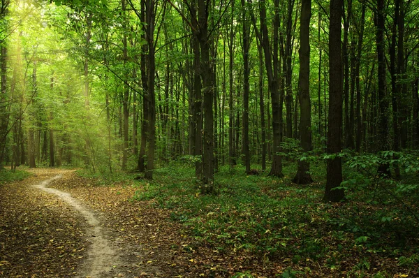 Árvores em uma floresta verde — Fotografia de Stock