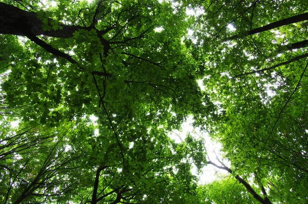 Bomen in een groen bos — Stockfoto