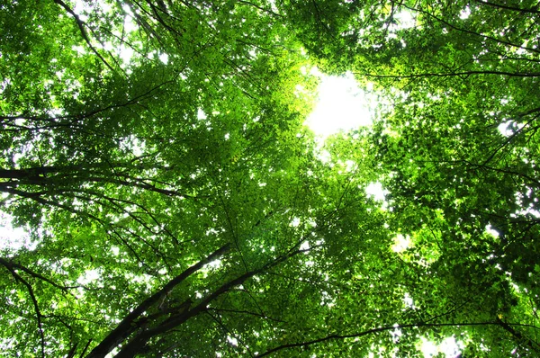 Bomen in een groen bos — Stockfoto