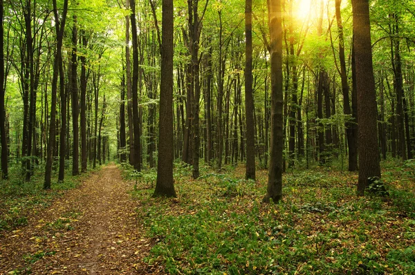 Trees in a green forest — Stock Photo, Image