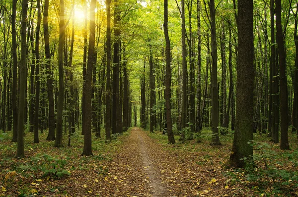 Árvores em uma floresta verde — Fotografia de Stock