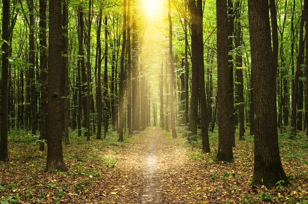 Trees in a green forest — Stock Photo, Image