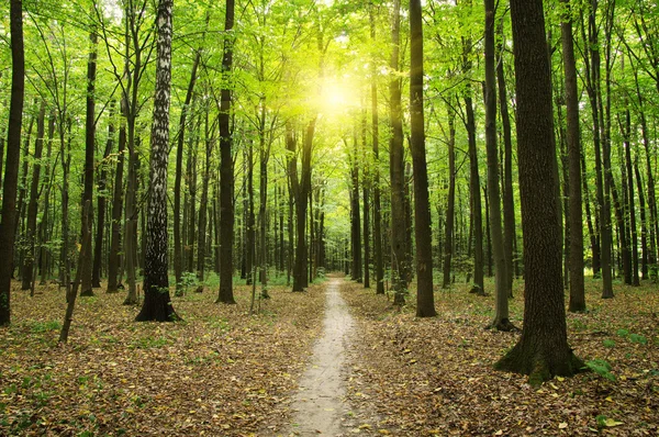 Trees in a green forest — Stock Photo, Image