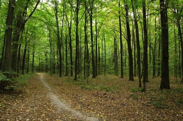 Árboles en un bosque verde —  Fotos de Stock