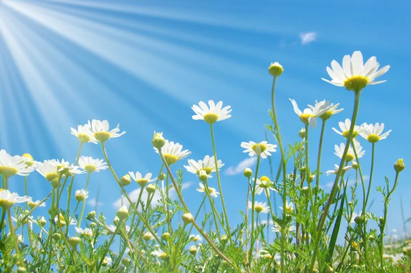 Vit camomiles på himlen — Stockfoto