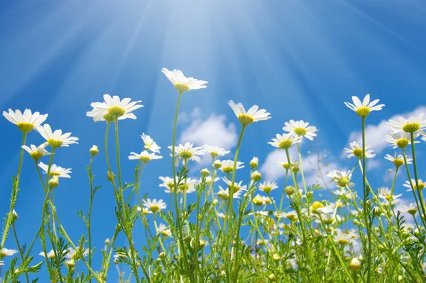 Camomille bianche sul cielo — Foto Stock