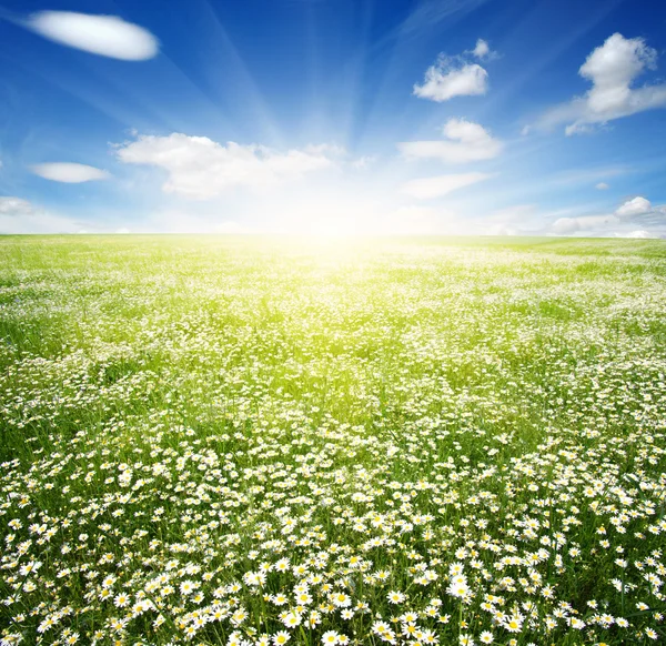 Weiße Kamillen am Himmel — Stockfoto