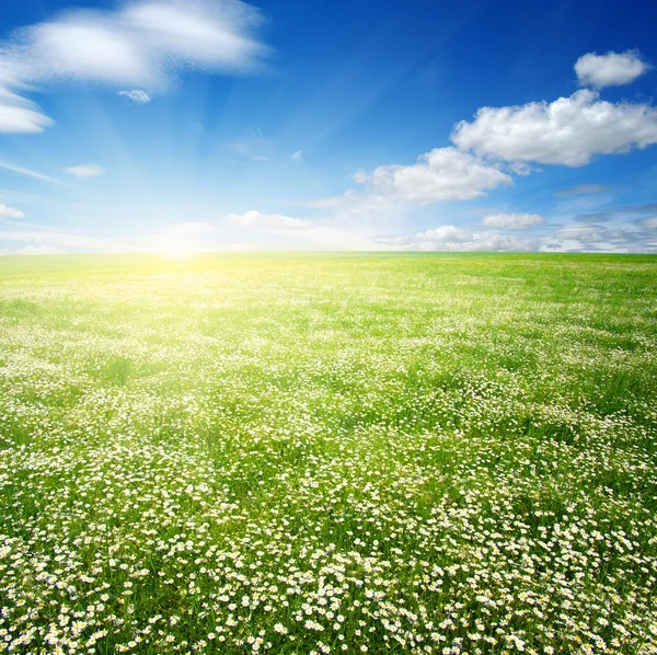 Weiße Kamillen am Himmel — Stockfoto