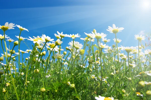 Camomilas blancas en el cielo —  Fotos de Stock